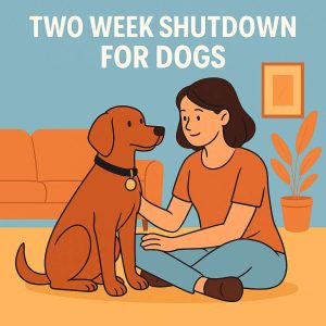 Two Week Shutdown for Dogs. The Gentle 14 Day Reset Every New Dog Deserves