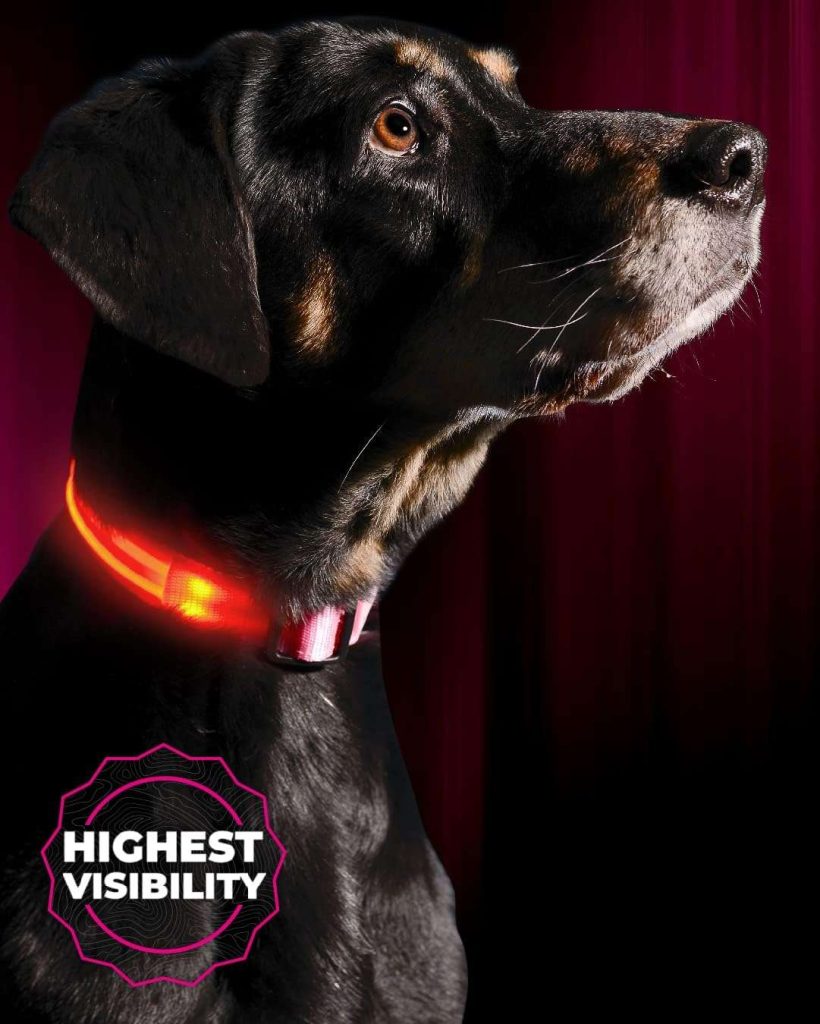 Illumiseen LED Dog Collar