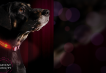 Illumiseen LED Dog Collar Review 2025. A simple way to stay visible at night Illumiseen LED dog collar Reiew