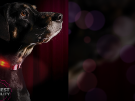 Illumiseen LED Dog Collar Review 2025. A simple way to stay visible at night Illumiseen LED dog collar Reiew