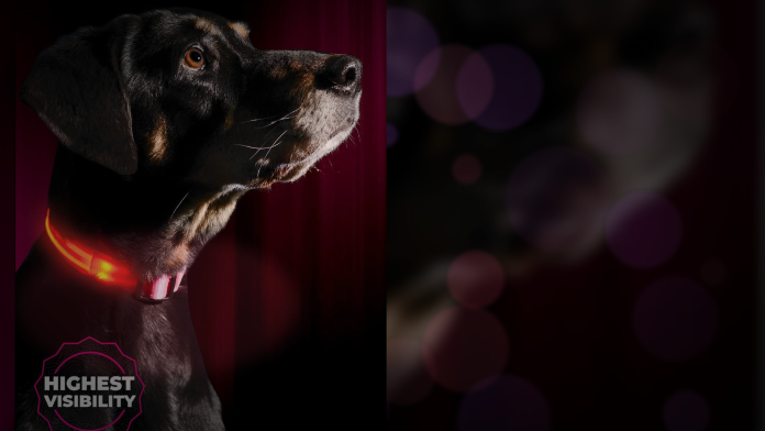 Illumiseen LED dog collar Reiew