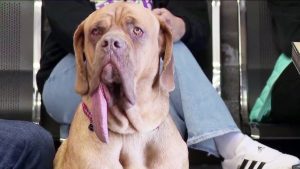 Ozzy the Gentle Mastiff With the Longest Tongue on a Living Dog