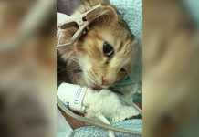Thailand’s First Cat Pacemaker Surgery Gives Pepsi a Lifesaving New Start Thailand first cat pacemaker surgery