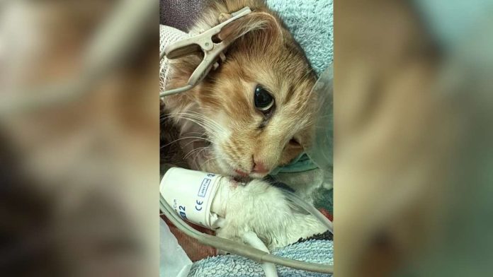 Thailand first cat pacemaker surgery Thailand first cat pacemaker surgery