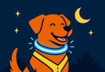10 Best Reflective and LED Dog Collars and Harnesses to Keep Your Dog Safe at Night reflective and LED dog collars and harnesses