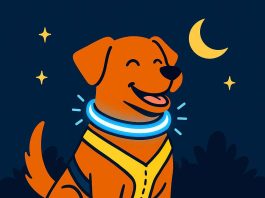 10 Best Reflective and LED Dog Collars and Harnesses to Keep Your Dog Safe at Night reflective and LED dog collars and harnesses