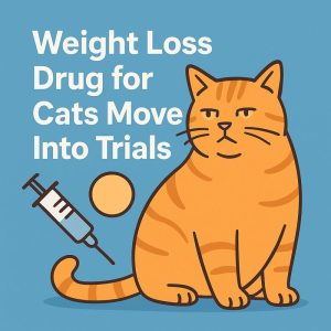 Weight Loss Drug for Cats Moves Into Trials. Vets Test a 6 Month Implant for Overweight Pets