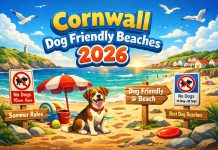Cornwall Dog Beach Rules Are Likely Staying in 2026. So Where Can You Still Walk Your Dog? Cornwall dog friendly beaches 2026