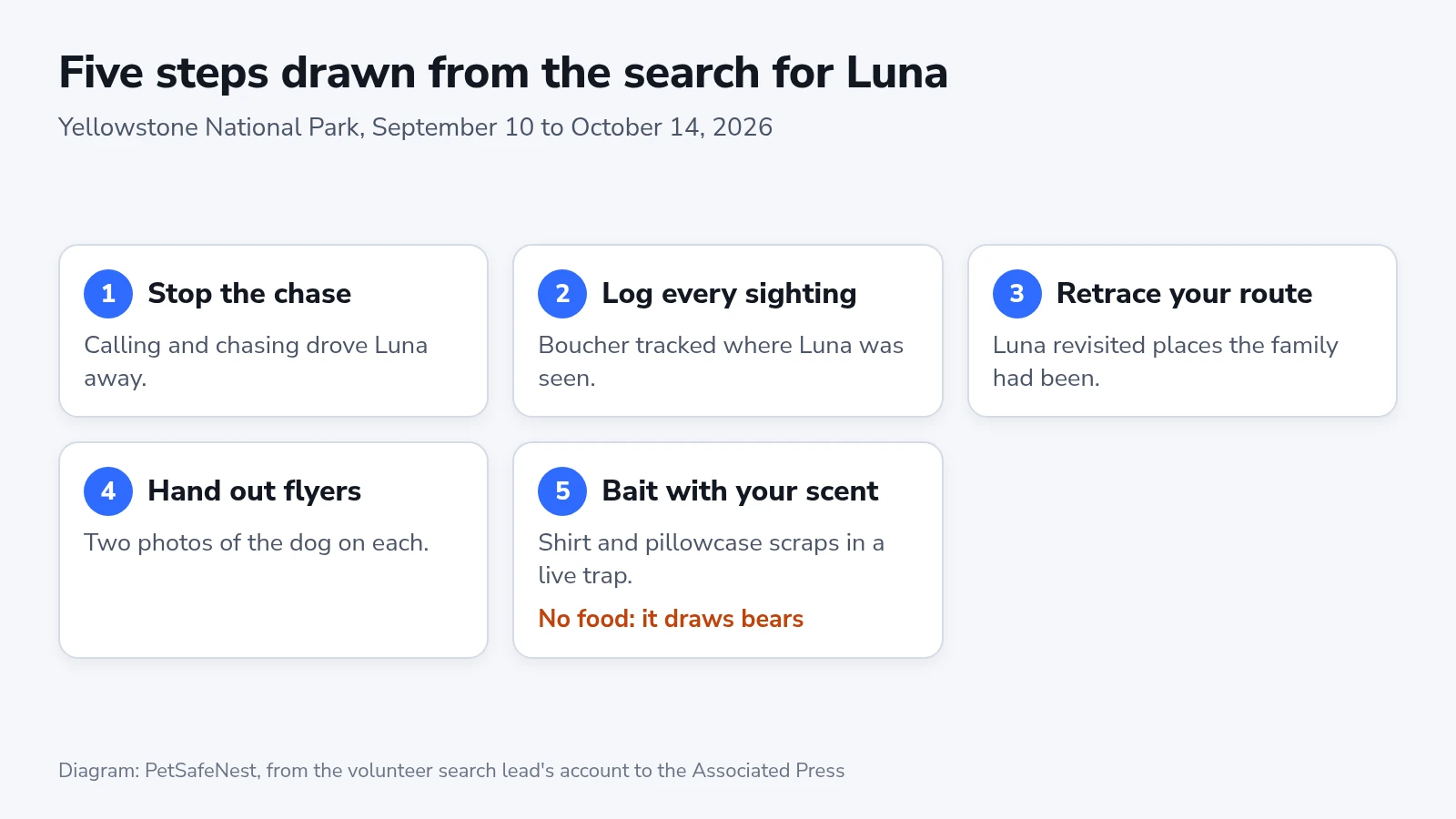 Five steps from the search for Luna: stop chasing, log sightings, retrace your route, hand out flyers, bait a trap with your scent