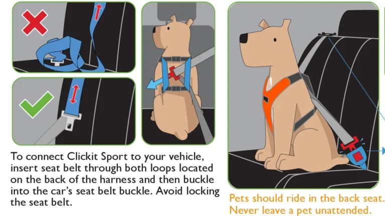 Sleepypod manual drawings of a dog in the back seat with the seat belt routed through the harness loops, and an unlocked belt marked correct